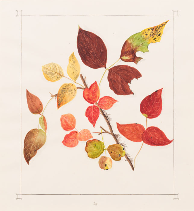<p>Ellen Robbins (American, 1828–1905). <em>Ivy</em>, mid-nineteenth century. Watercolor. Collection of the Hudson River Museum. Museum Purchase, 2010 (2010.09).</p>
